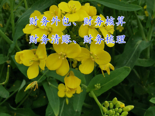 企業(yè)規(guī)模發(fā)展大了為什么要做財務(wù)外包？