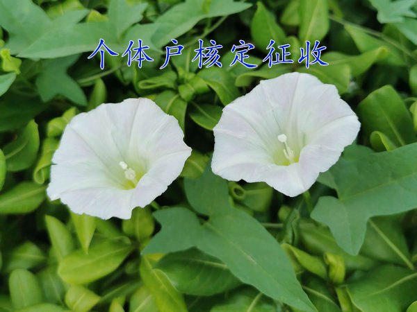 河南個(gè)體戶核定征收