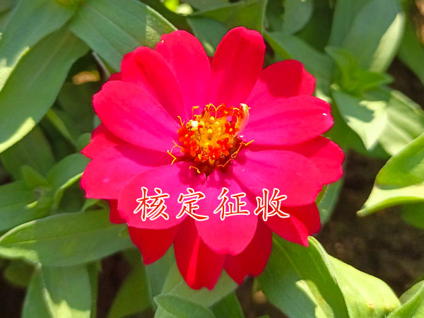 河南個(gè)體戶核定征收的適用范圍